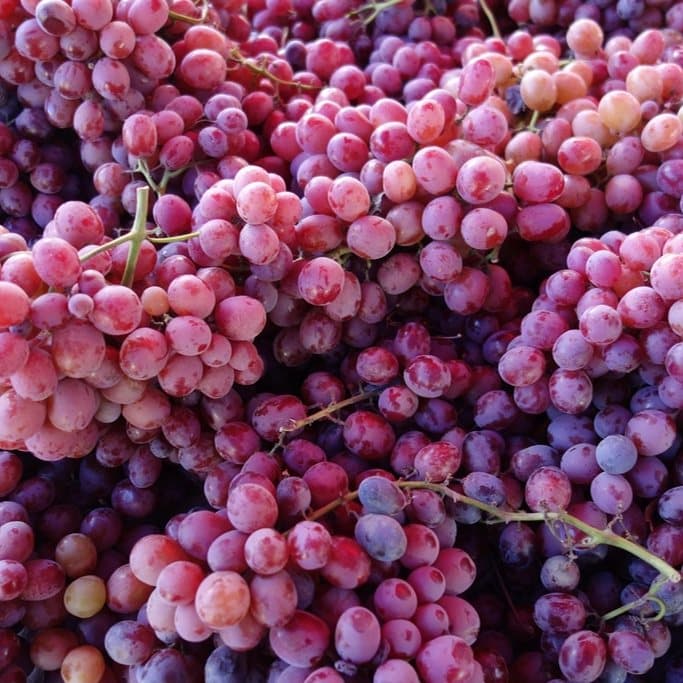 Red Globe Grapes